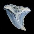 Fossil Tiger Shark Tooth - Aurora, NC #4169-1